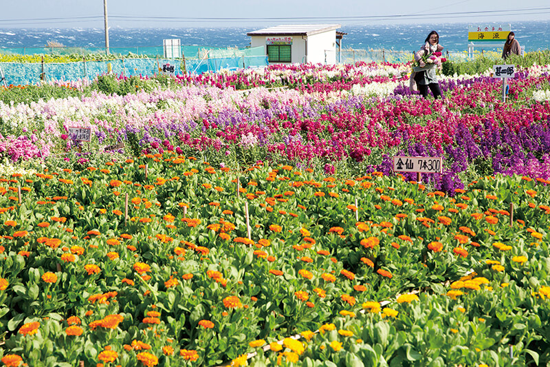 白間津の花畑