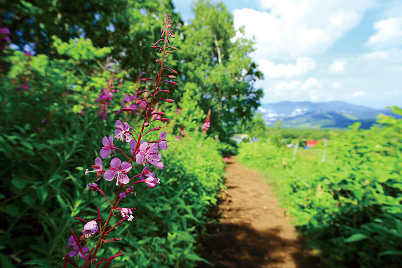 根子岳登山道 ハクサンイチゲ