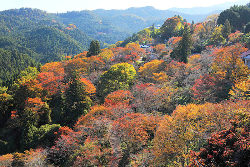 紅葉
