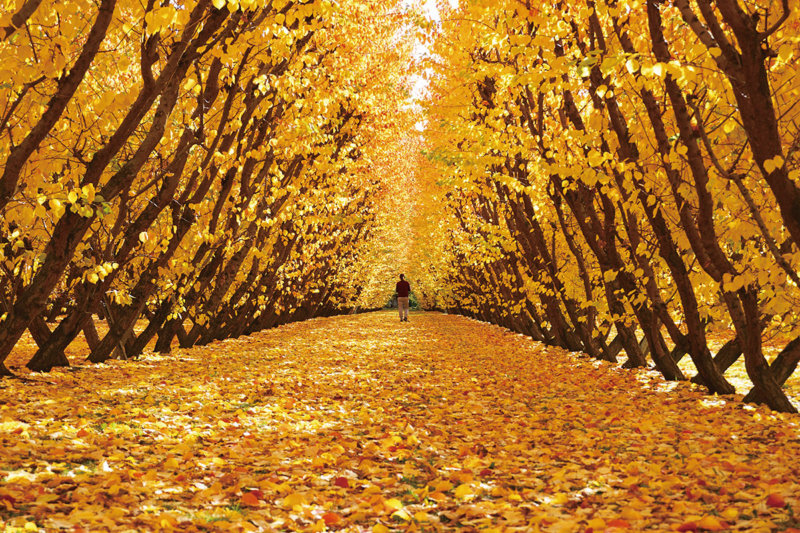 これから秋になるニュージーランド南島を満喫！ 大自然に広がる美しい黄葉を見に行こう！