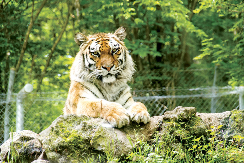 静岡県にある富士サファリパークが楽しい！ 「スーパージャングルバス」「ナイトサファリ」は必見！