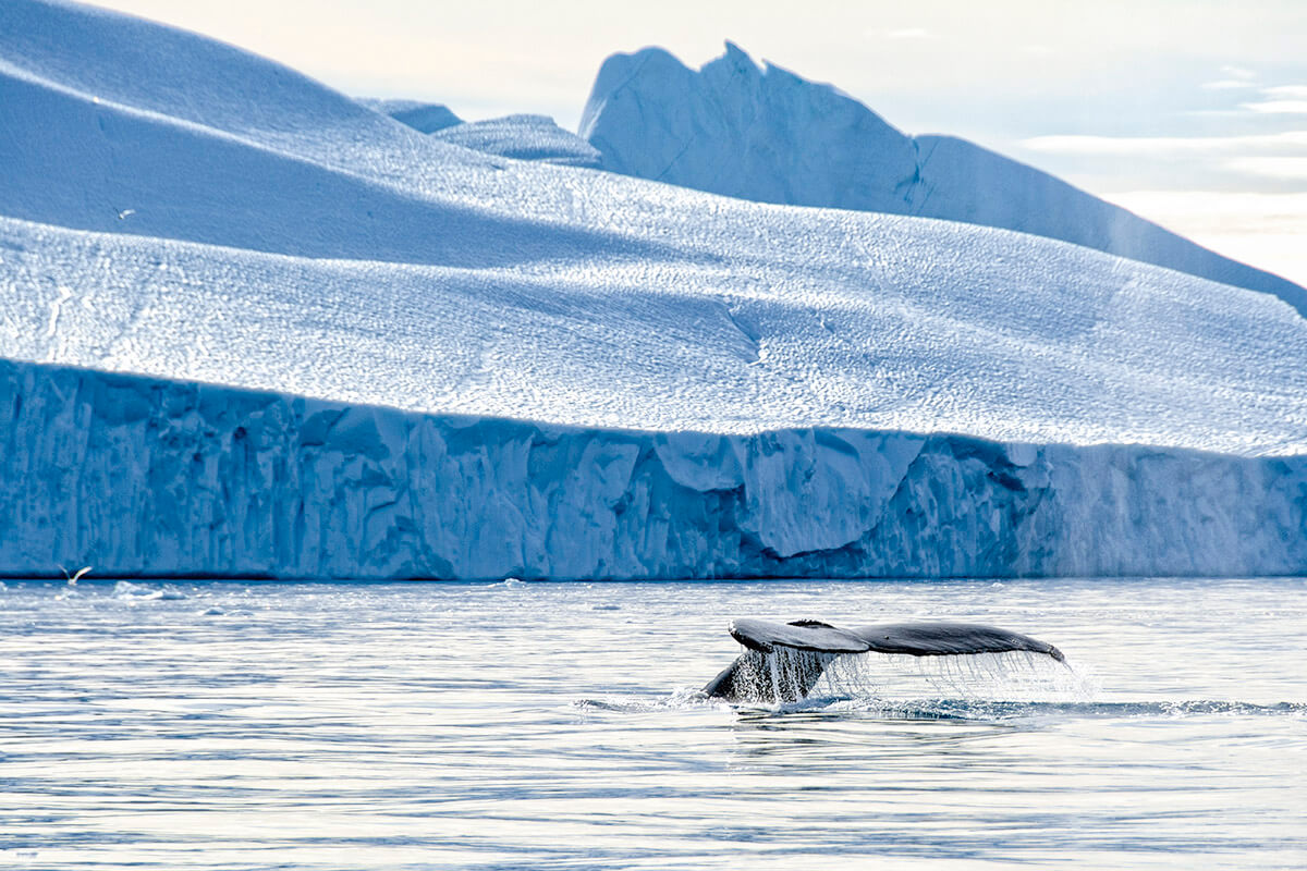 ザトウクジラと氷山　ディスコベイ　グリーンランド