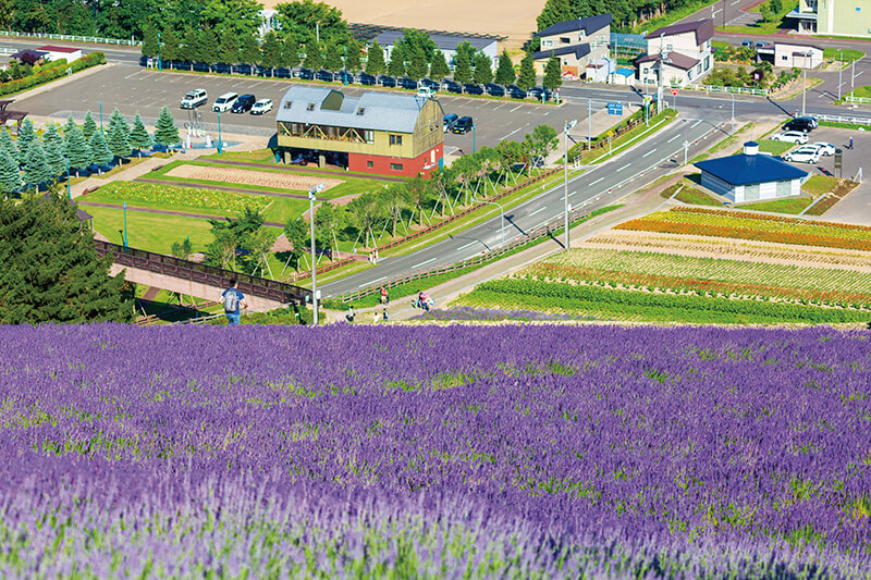 中富良野町営ラベンダー園