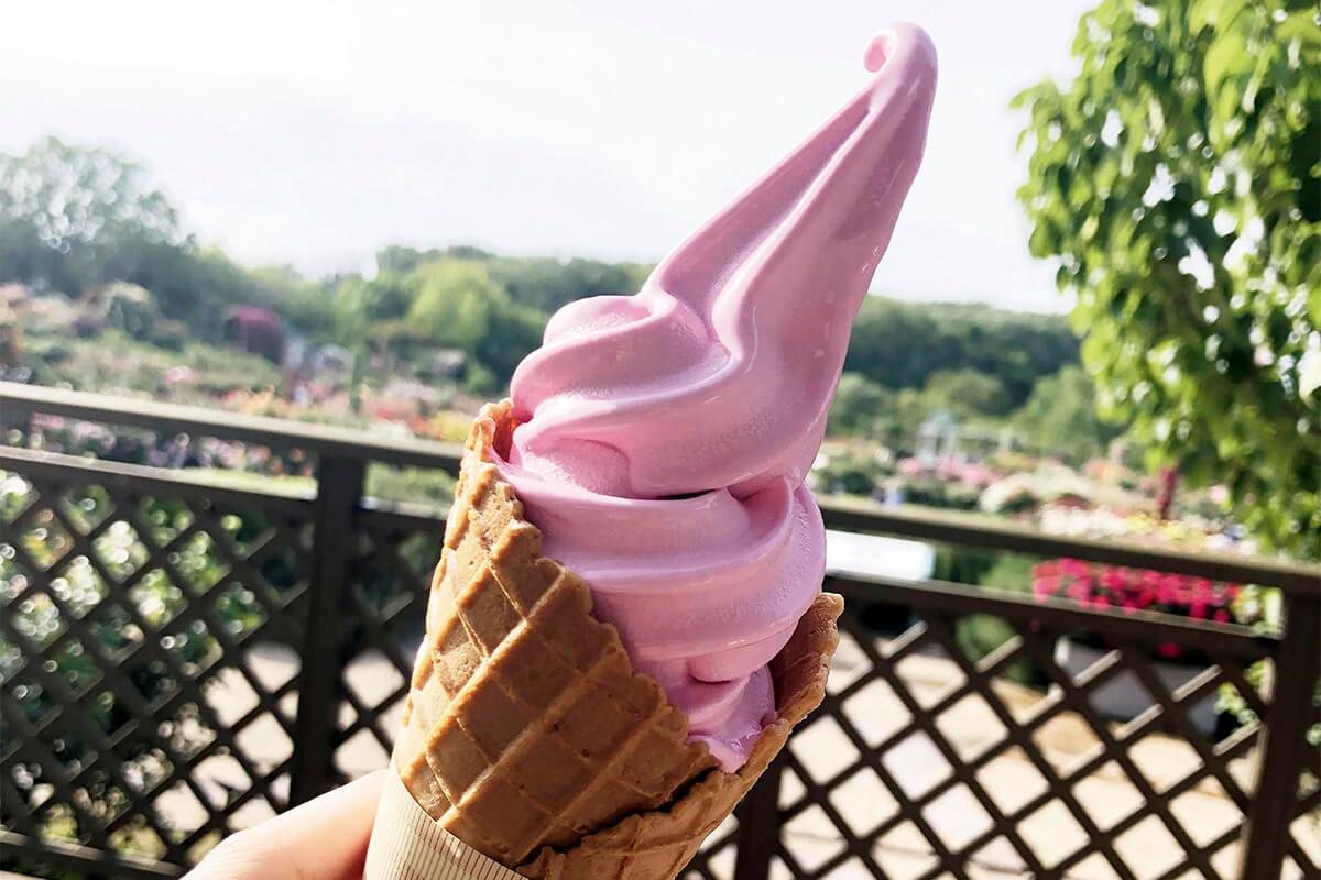 京成バラ園のソフトクリーム