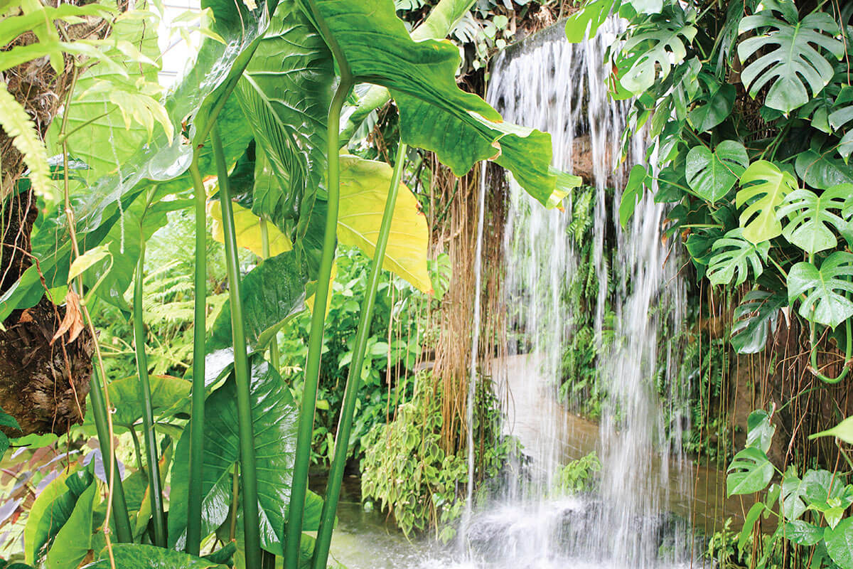 夢の島熱帯植物館