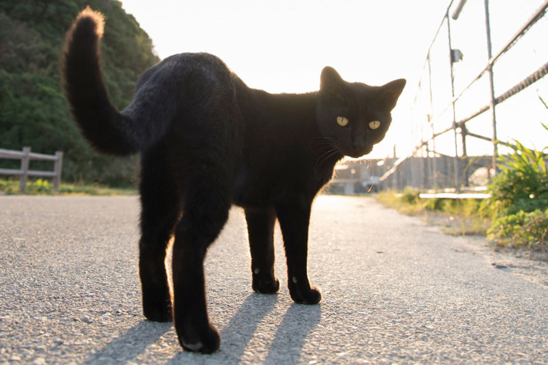 世界のおもしろい＆恋愛のジンクスをご紹介!! 黒猫やくしゃみ、夢、唇のジンクスとは？