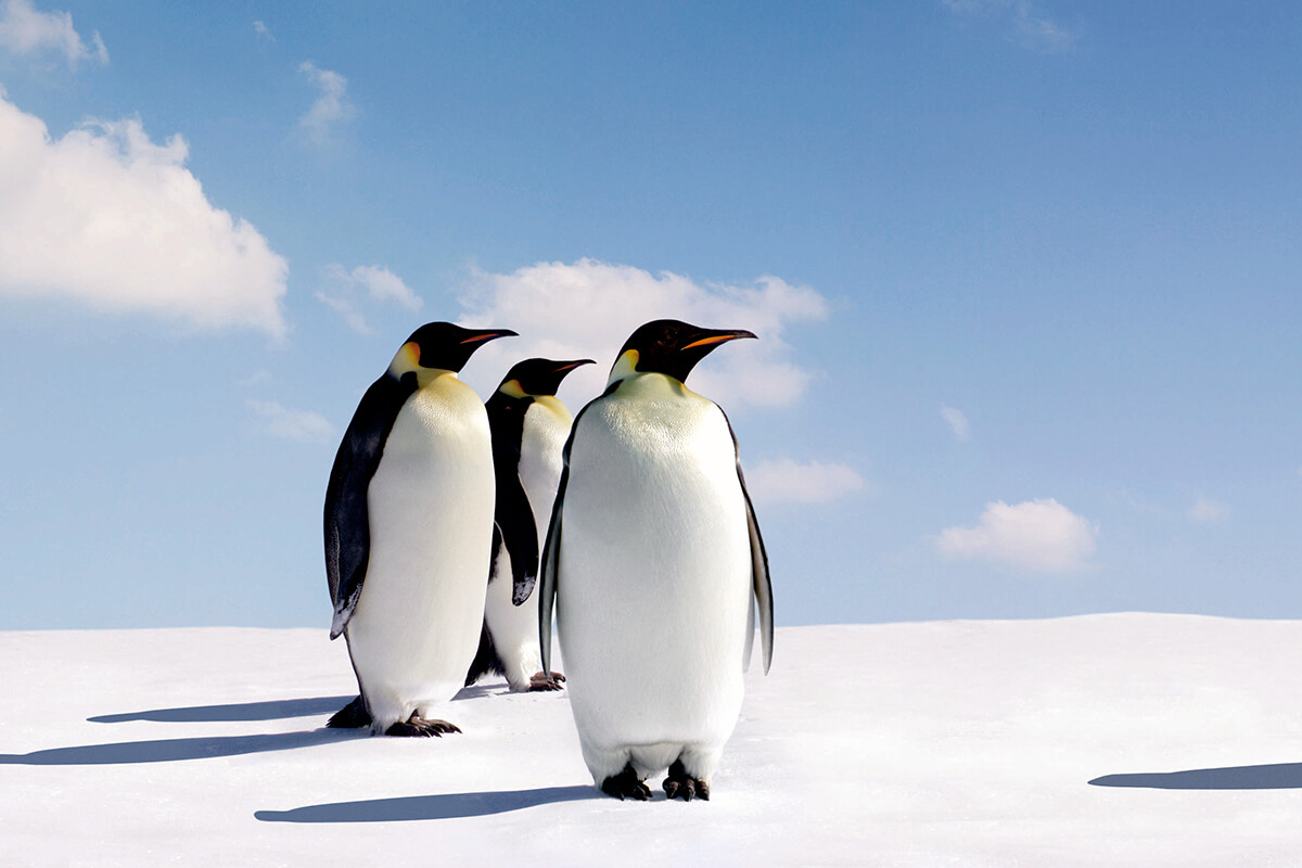 南極　コウテイペンギン（イメージ）