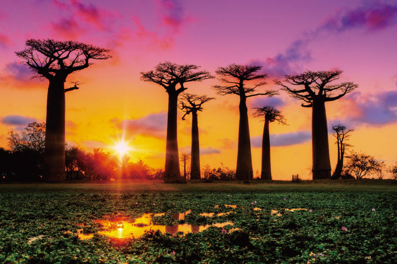 【アフリカ】マダガスカルの心が揺さぶられる絶景を見に行こう。バオバブの並木道やサザンクロス街道をご紹介!!